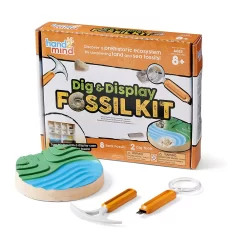 Hand2mind Dig & Display Fossil Kit